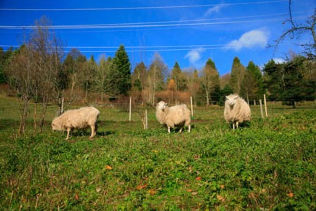 Appartement Dans Vielle Ferme Au Coeur Des Vosges Plainfaing Εξωτερικό φωτογραφία